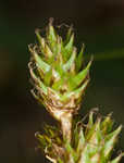 Shortbeak sedge